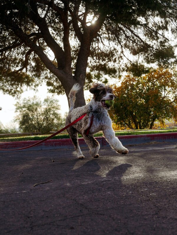 how can i properly socialize my dog with other animals and people 6 scaled