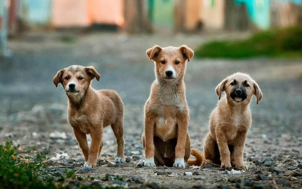 Beginners Guide To Participating In A Dog Community