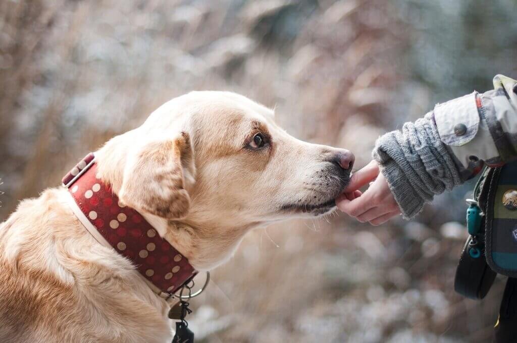 Tips For Introducing A New Dog To Your Dog Community