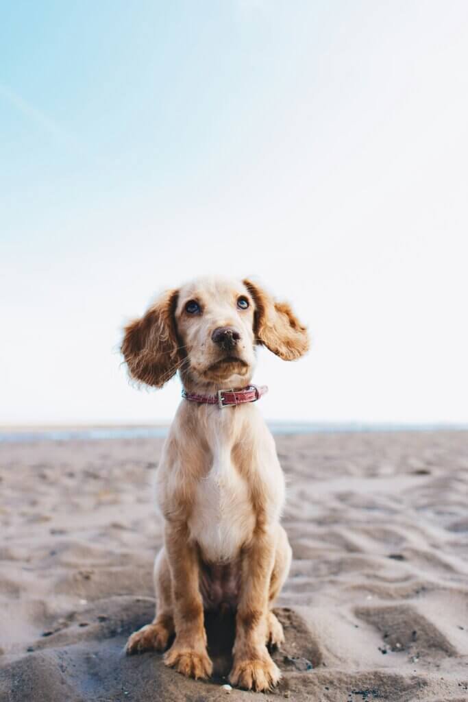 Understanding The Benefits Of Off-Leash Dog Communities