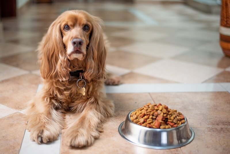 english cocker spaniel, dog, puppy