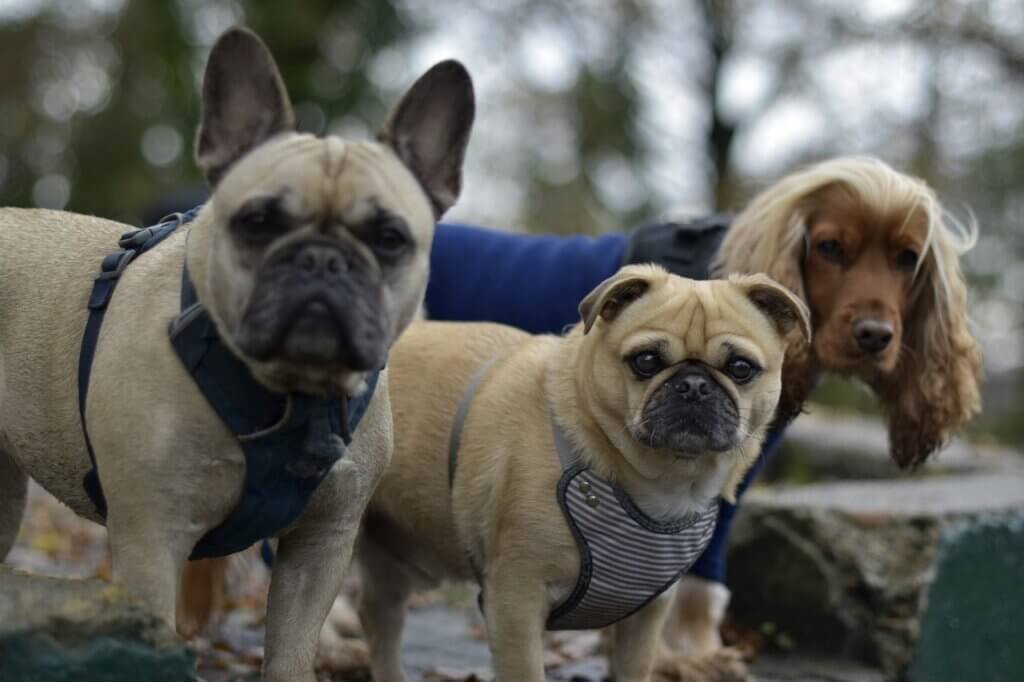 Best Practices For Starting A Dog Walking Group In Your Neighborhood