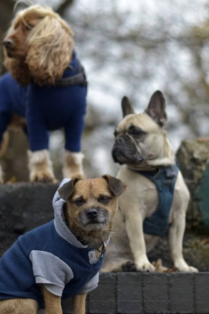 Best Practices For Starting A Dog Walking Group In Your Neighborhood