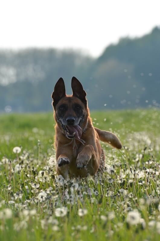 how to create a dog friendly community garden